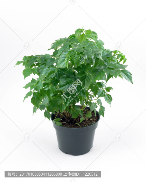 溫室植物