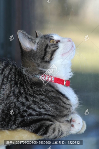 看