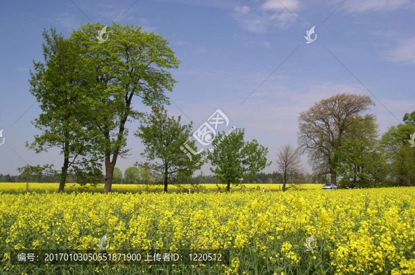 油菜