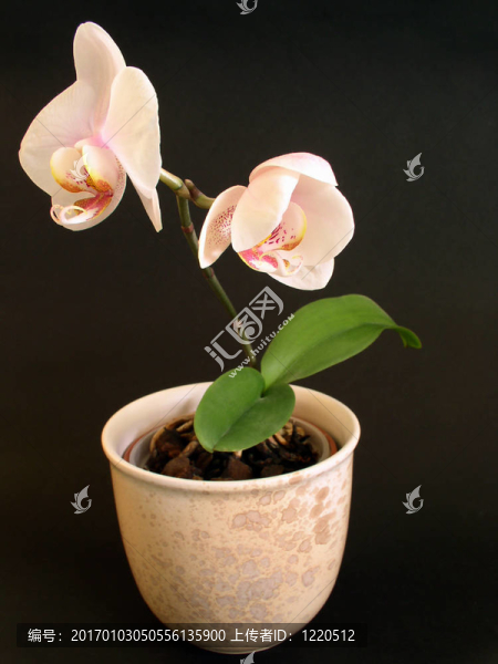 花盆里的花
