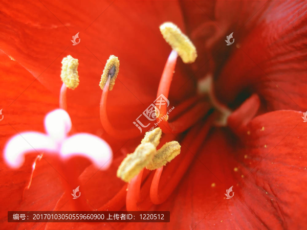 紅孤挺花