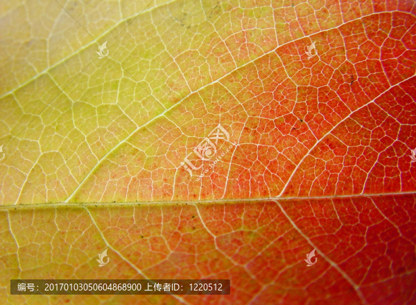 綠色黃色紅色
