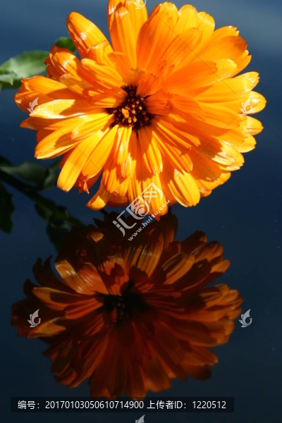 橙色雛菊