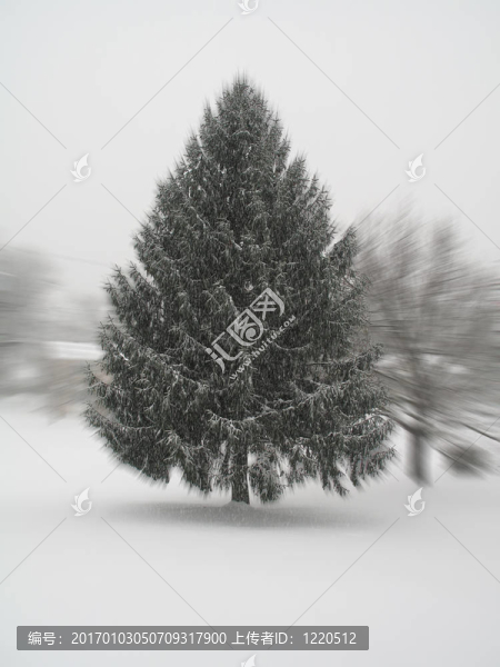 暴風(fēng)雪松木