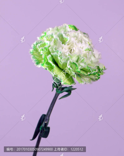 綠色的白色的花