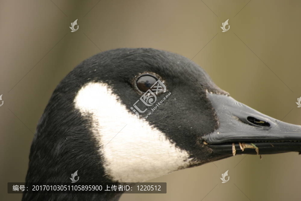 靠近鵝