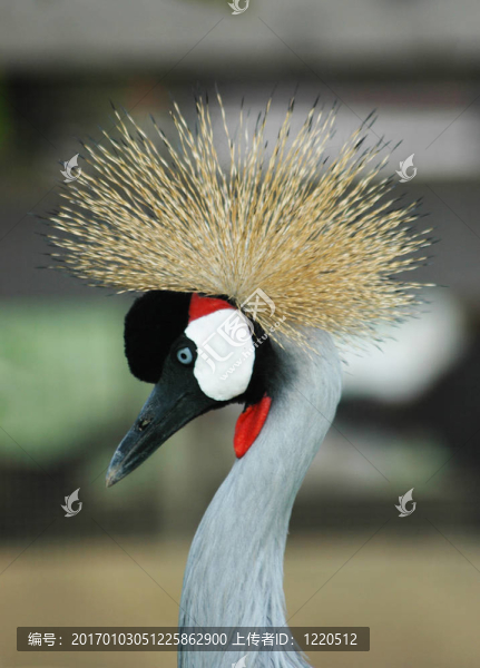 鳥與冠-匯圖網(wǎng) www.fosd68.com 鳥與冠