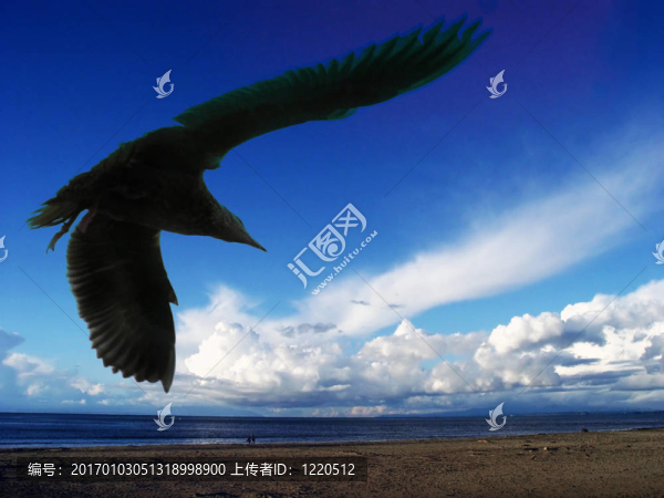 海鷗