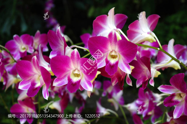 蘭花-匯圖網(wǎng) www.fosd68.com 蘭花