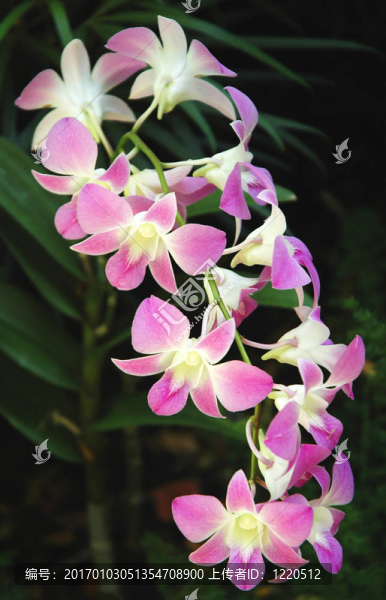 蘭花