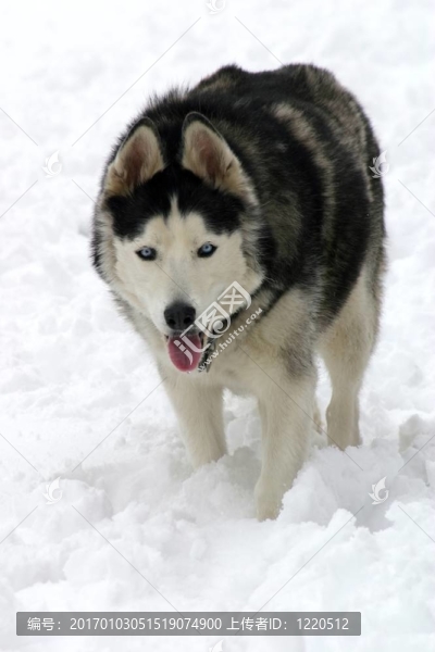 藍(lán)眼雪橇狗