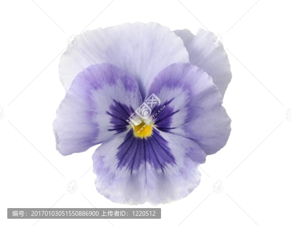 亮藍(lán)色的堇型花