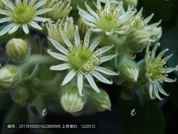 花
