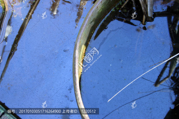 藍色的池塘