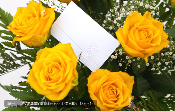 黃玫瑰5