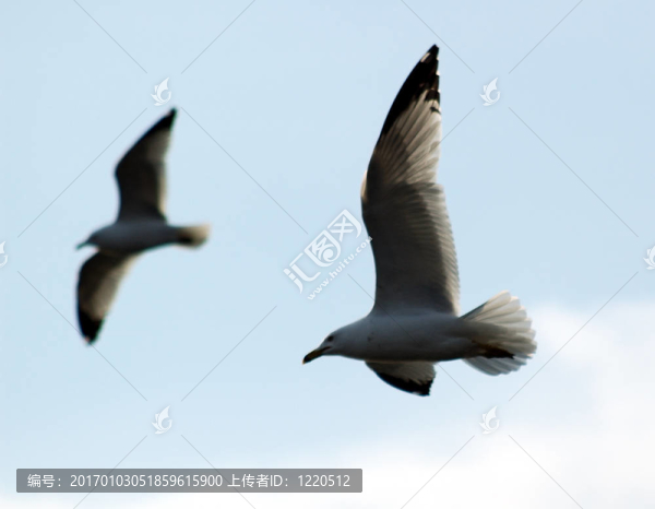 自由的鳥兒
