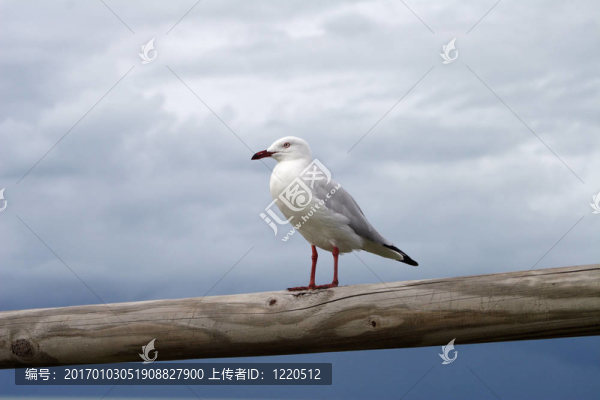 海鷗在籬笆上