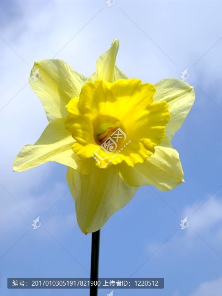 水仙花