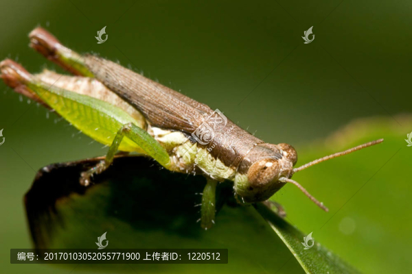 蚱蜢