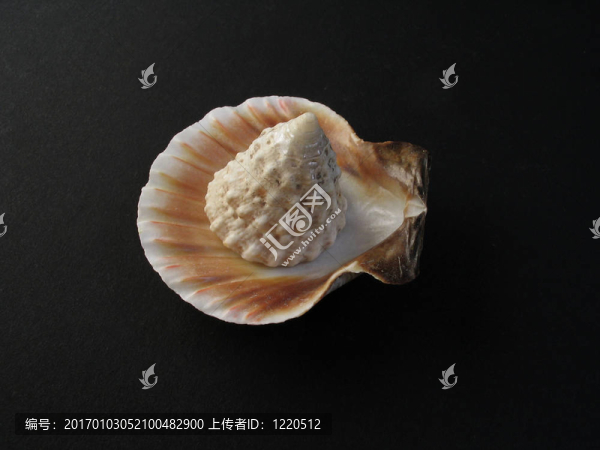 殼