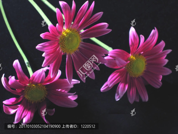 粉紅色的雛菊