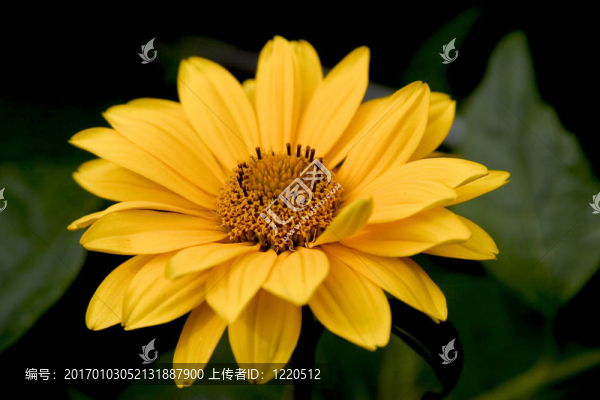 巨大的黃色非洲菊