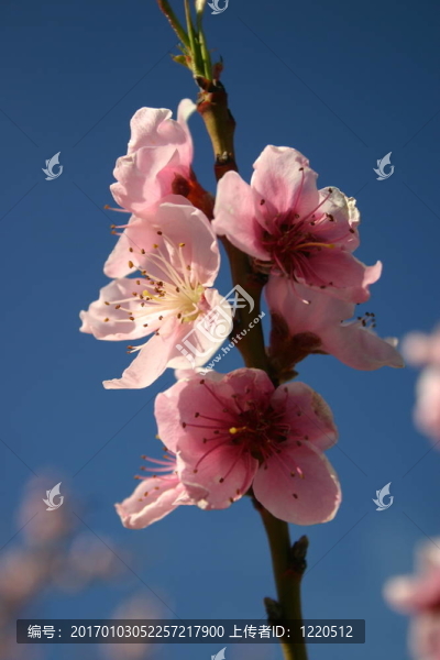 桃花3