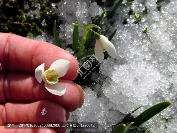 1手的雪花蓮