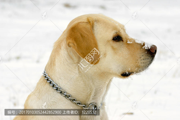 實(shí)驗(yàn)室和中島幸惠