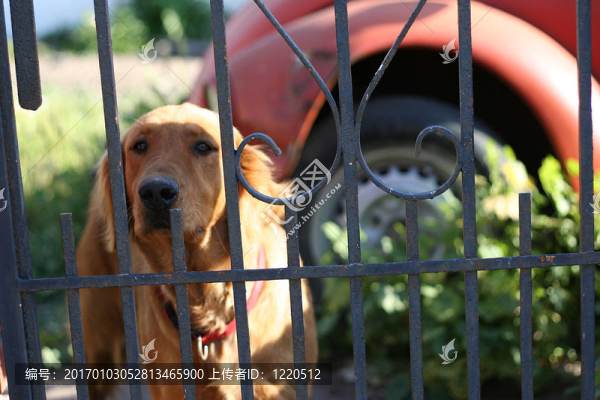 金毛獵犬