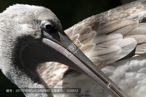Pelican特寫