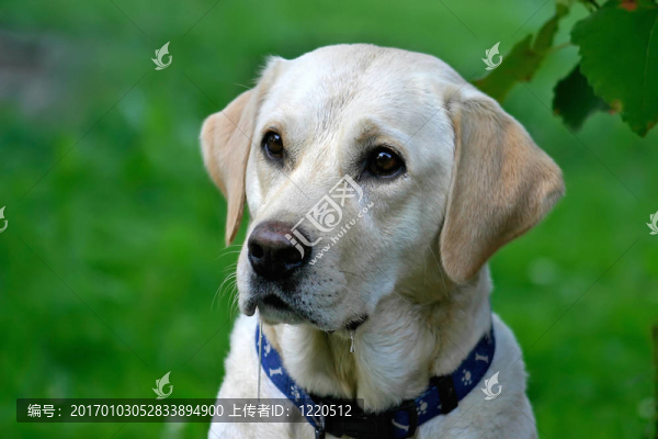 餓狗