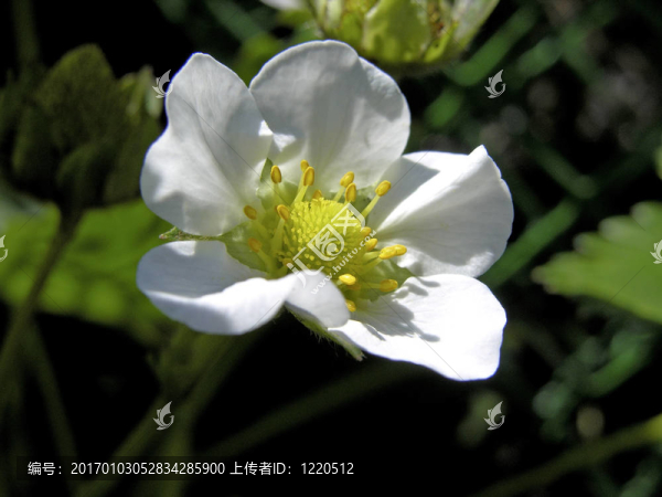 草莓花的特寫