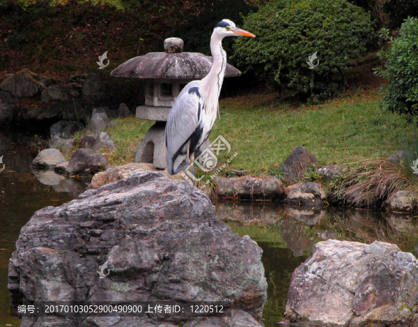石頭花園里的鳥