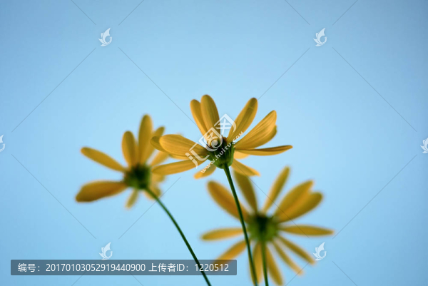 底部的雛菊