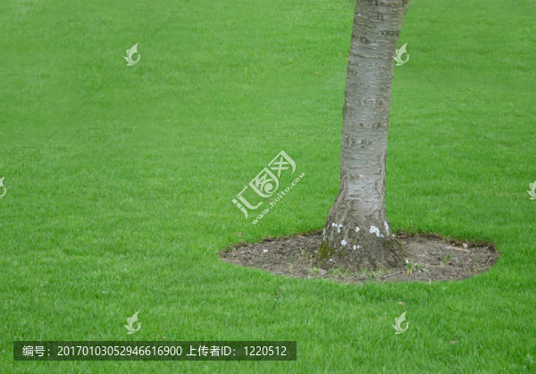 一棵樹