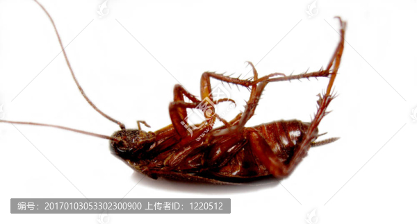 死蟑螂