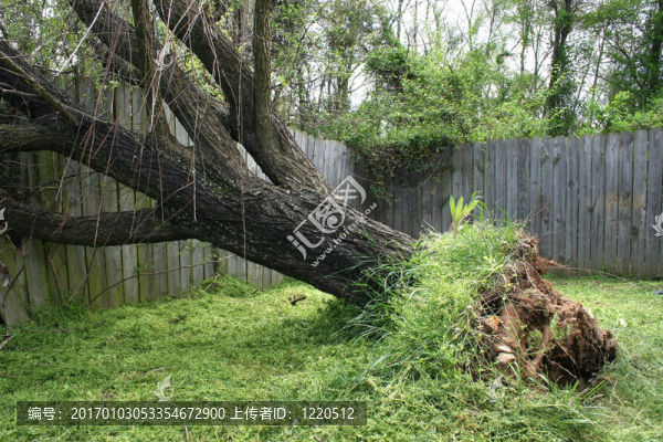 墮落的Willow,Tree