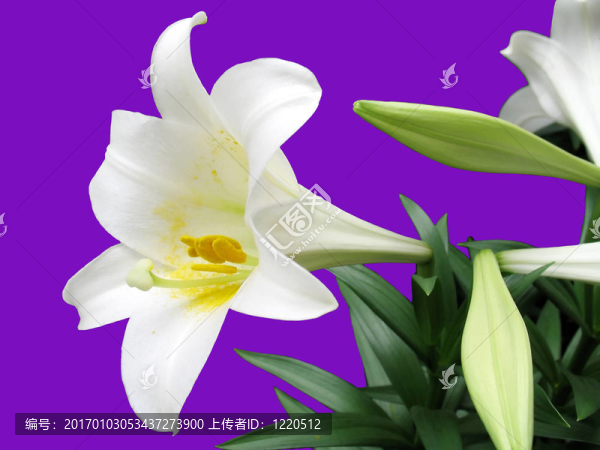 復(fù)活節(jié)的百合