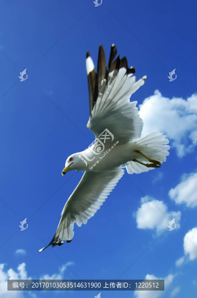 翱翔的海鷗