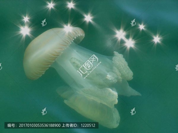 星光燦爛的水母