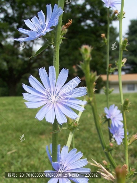 菊苣