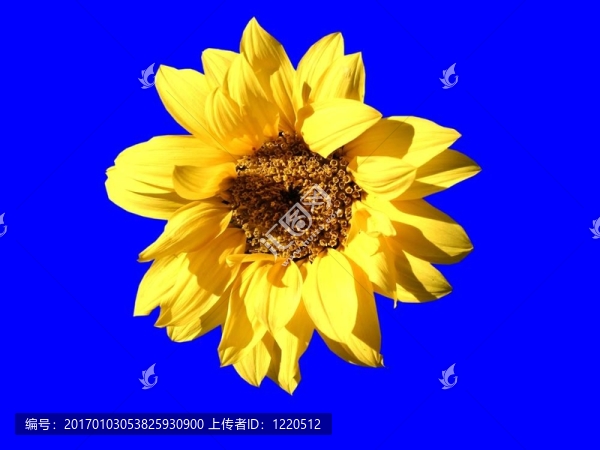 向日葵