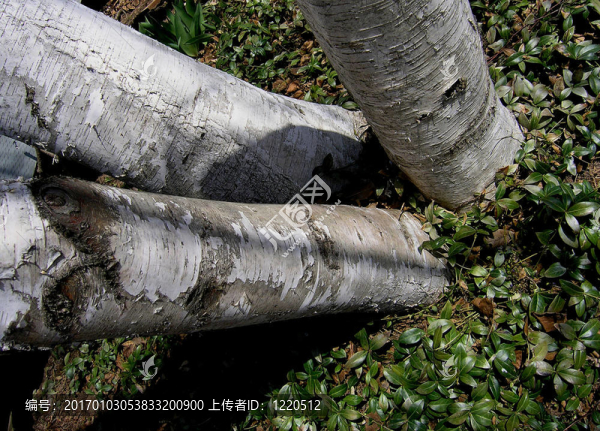 面對(duì)樹(shù)