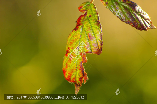 山毛櫸葉