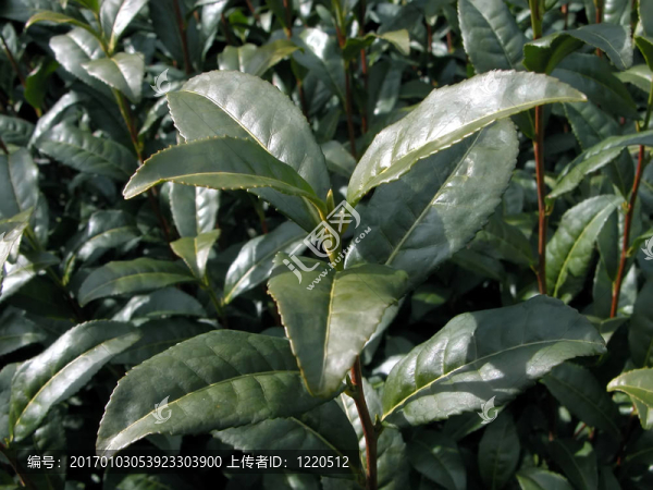 綠茶廠