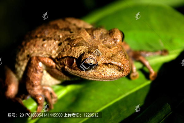 樹蛙