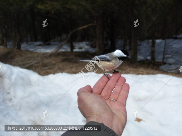 手上的鳥