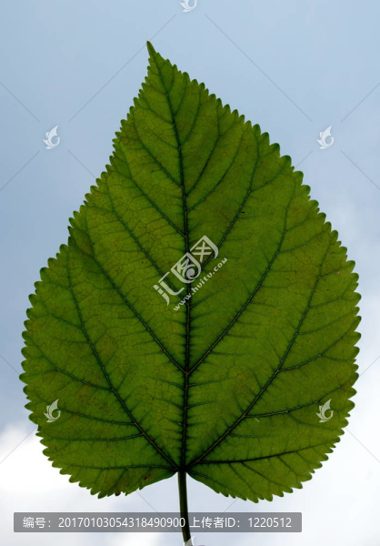 樹葉反對(duì)天空