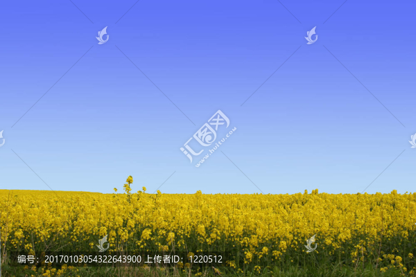 黃色的花的一個(gè)領(lǐng)域